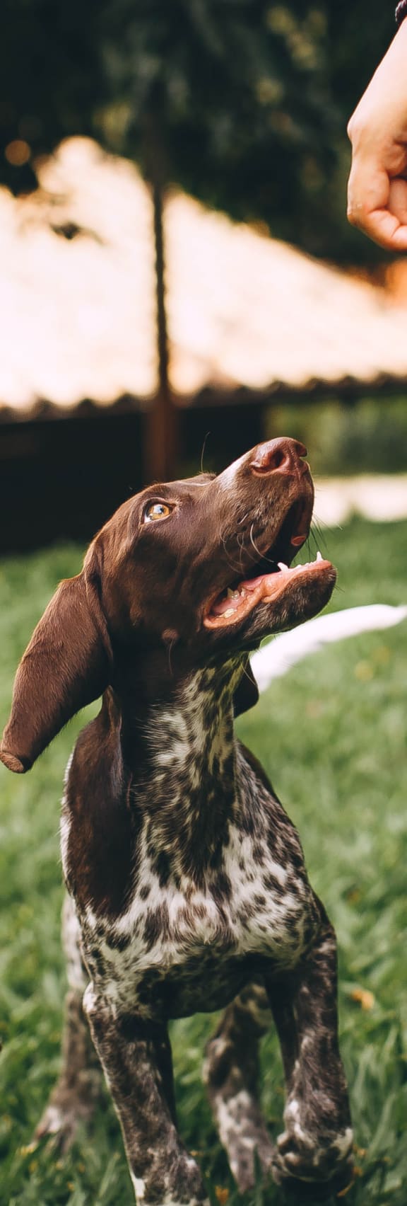Lovely Dog at AMP Apartments, Louisville, Kentucky