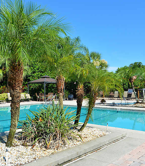 A pool surrounded by palm trees and plants.