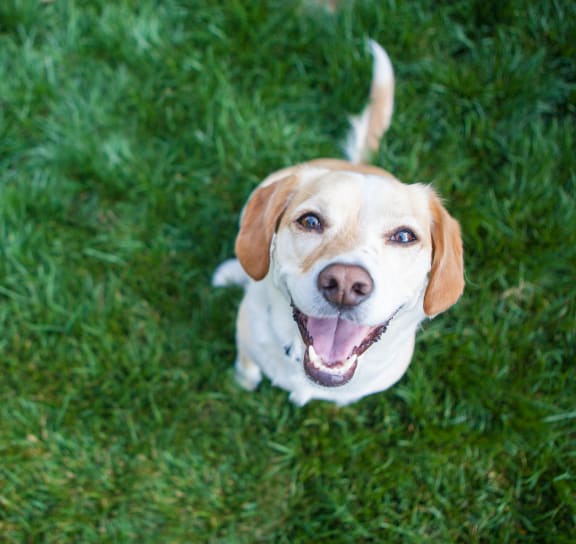 a dog sitting on top of a lush green field