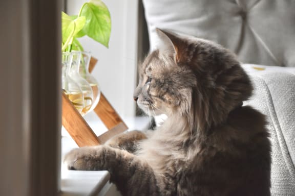 a cat sitting on a chair looking out of a window