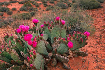 A cactus with pink flowers in the desert.