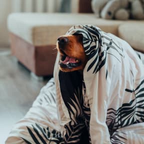 a dog laying on the floor wearing a zebra blanket