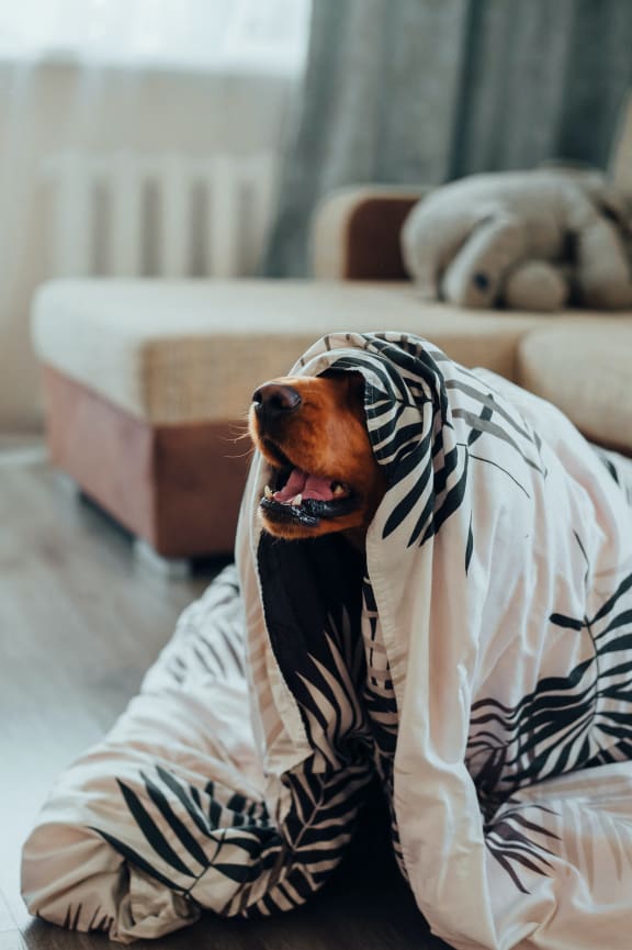 a dog wearing a zebra print blanket on a couch