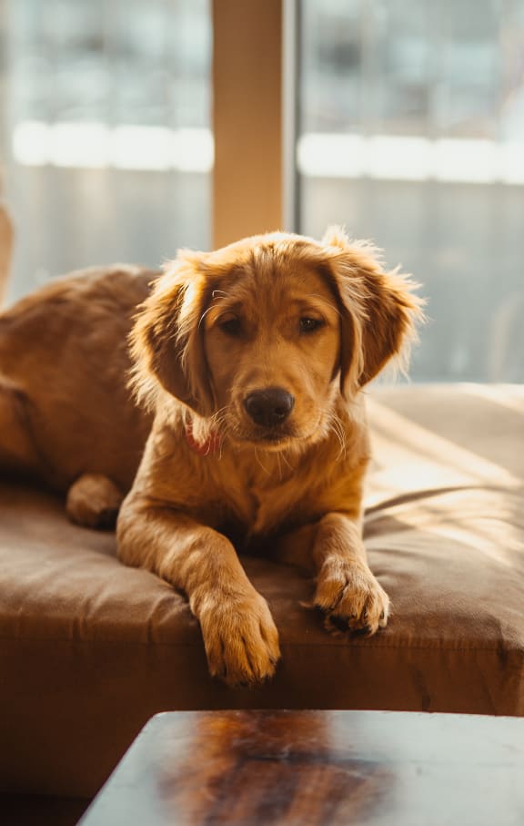 a dog laying on a couch with a window in the background