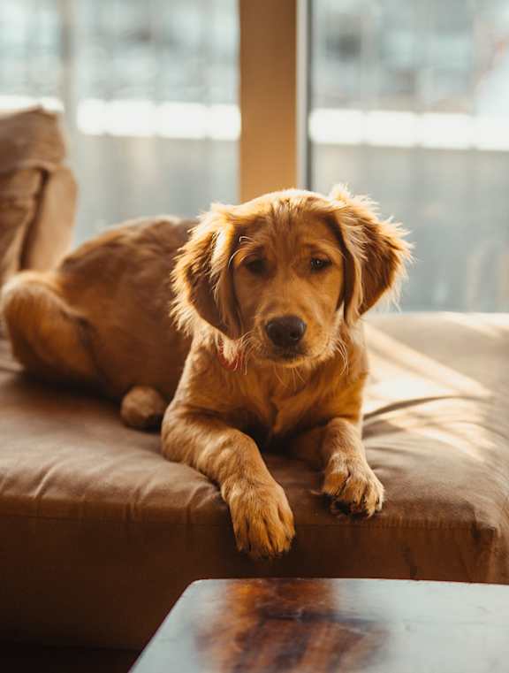a dog laying on a couch next to a window