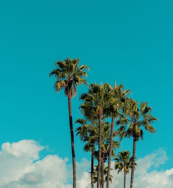Three palm trees stand tall against a backdrop of fluffy white clouds.