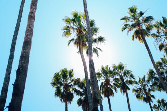 a group of palm trees against a blue sky at Mediterranean Village Costa Mesa, Costa Mesa, California