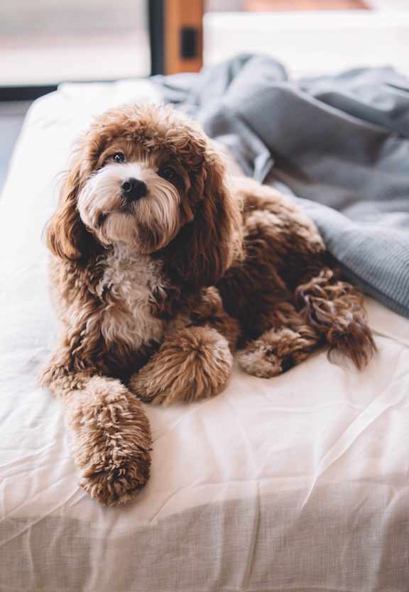 dog on bed at Hearth Apartment Homes in Vancouver, Washington