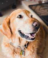 A golden retriever dog with a green collar is sitting on the floor with a tennis ball in its mouth.