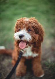 a brown and white dog on a leash at Cambridge on Seventh, Puyallup, WA, 98372