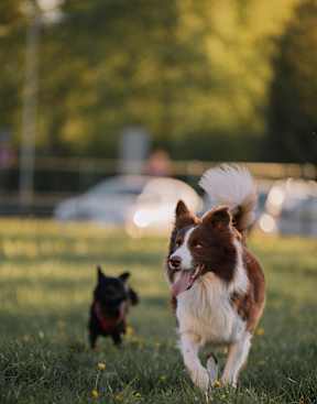 Two dogs playing in a grassy field.