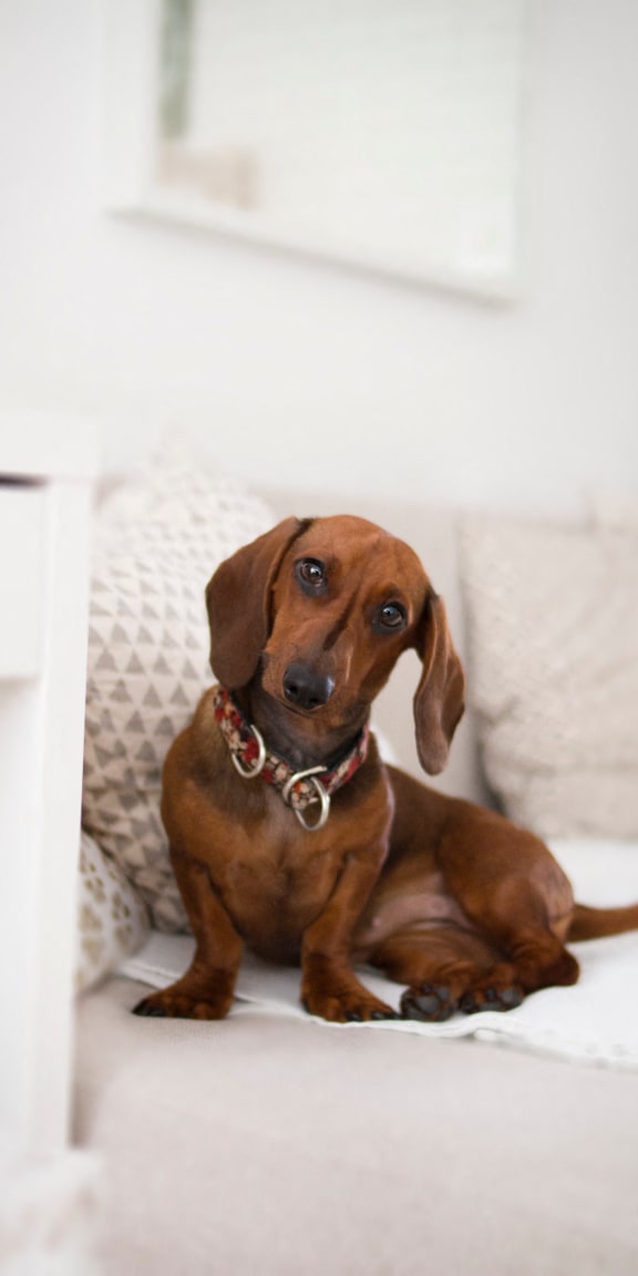 a brown dog sitting on a couch