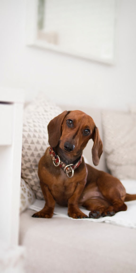a brown dog sitting on a couch