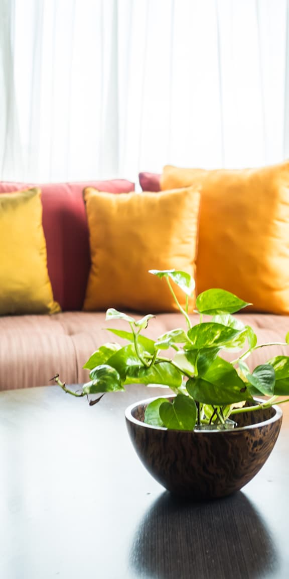 A potted plant sits on a table in front of a couch with pillows.