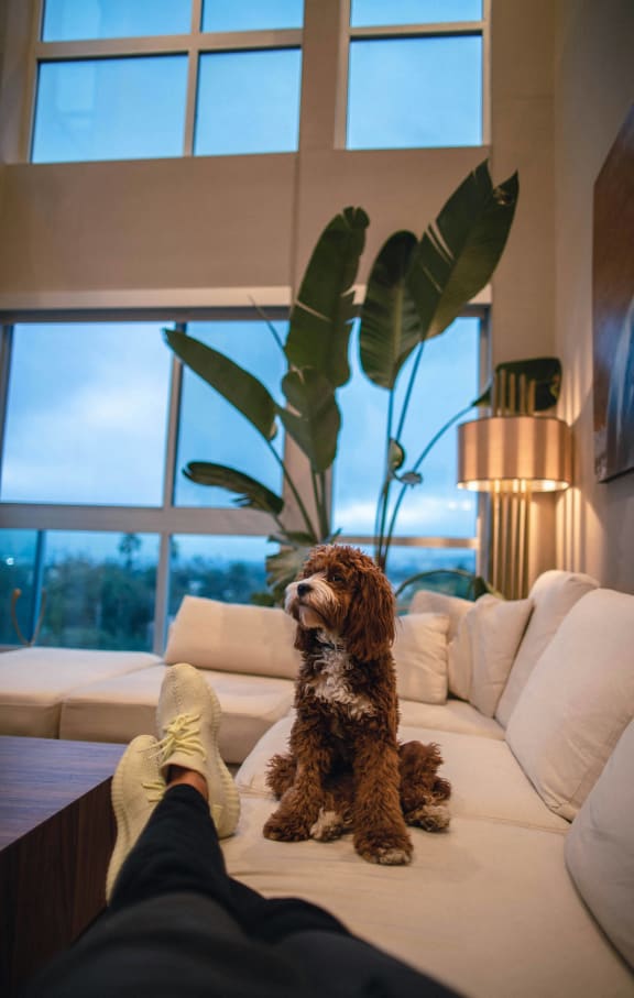 a small dog sitting on a couch in a living room