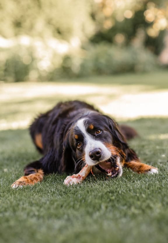 a dog laying in the grass with a toy in its mouth