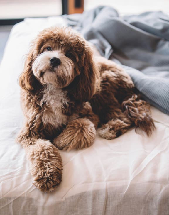 a brown dog laying on a bed