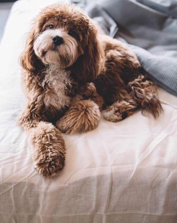 A small brown dog with curly fur is sitting on a white bed.