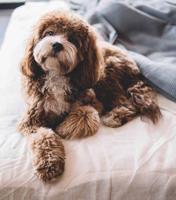 a brown dog laying on a bed