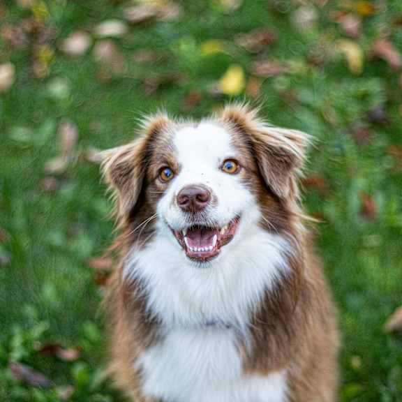 A brown and white dog with a fluffy coat is standing in a grassy area.