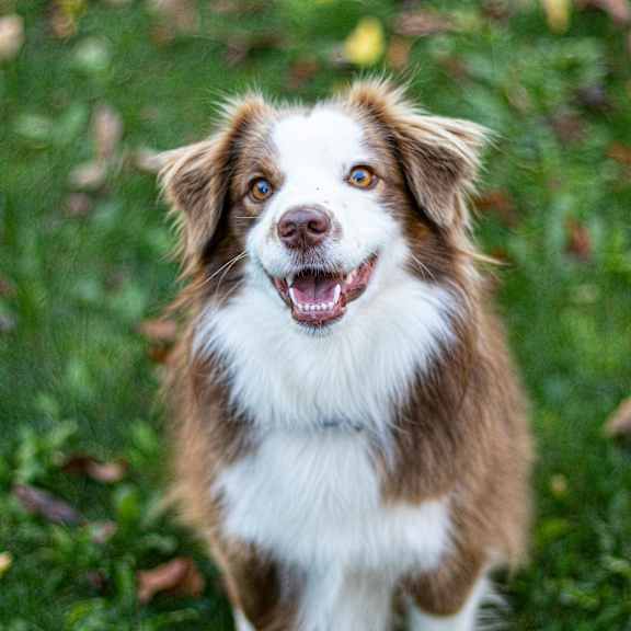 A brown and white dog with a fluffy coat is standing in a grassy area.