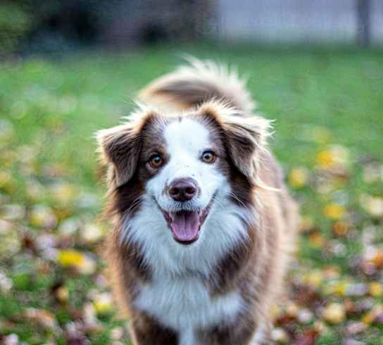 A dog with brown and white fur is standing in a grassy area with fallen leaves.