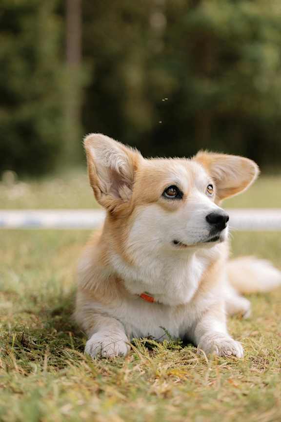 a brown and white dog laying on a rug next to a window