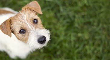 a brown and white dog standing in the grass