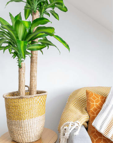 Potted house plant near couch