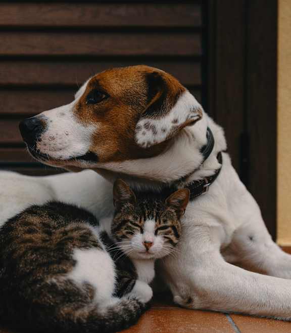 A dog and a cat are lying down together at Silverbrook Apartments Apartments, Ridgeland, MT