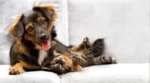 a dog and a cat laying on a couch