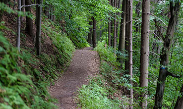 a trail in the woods with trees and bushes at Station Pointe Apartments, Mansfield, MA, 02048