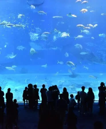 A group of people are looking at a large aquarium.