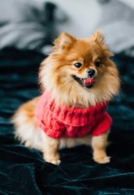 a small brown pomeranian dog wearing a red sweater