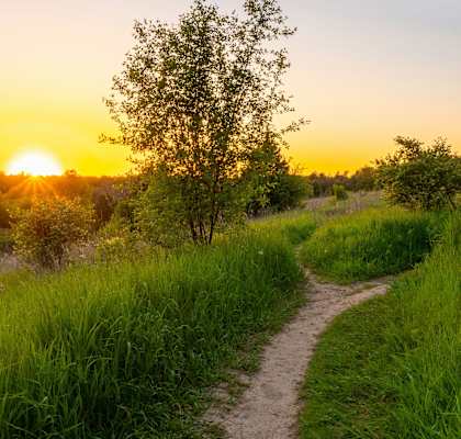a dirt path leading to a tree and a sunset
