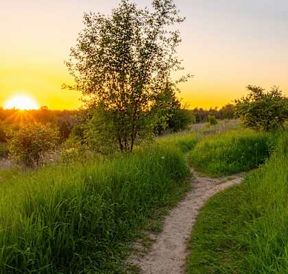 a dirt path leading to a tree and a sunset
