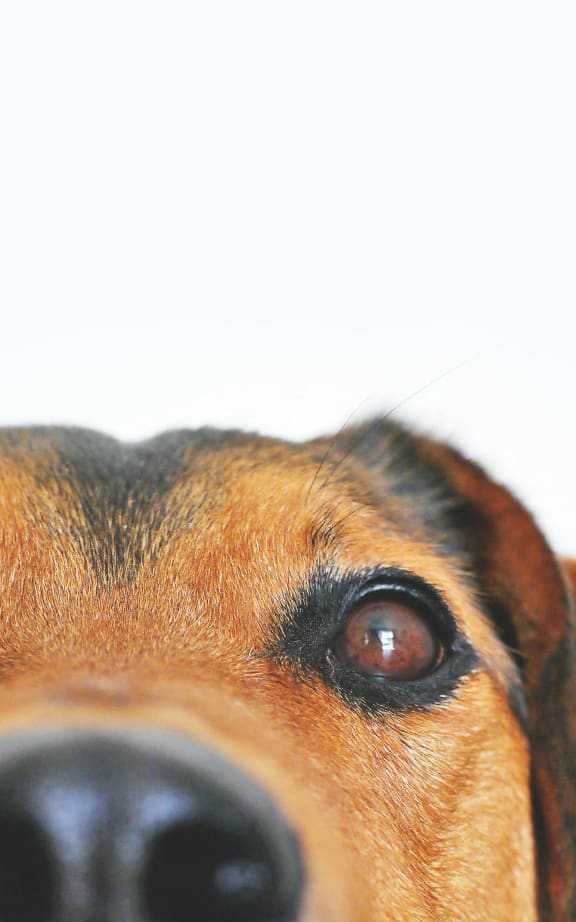 a dog with a black nose looking up at the camera