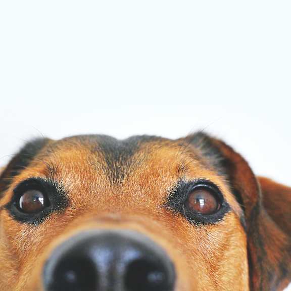 A dog looking up at the camera with a white background.