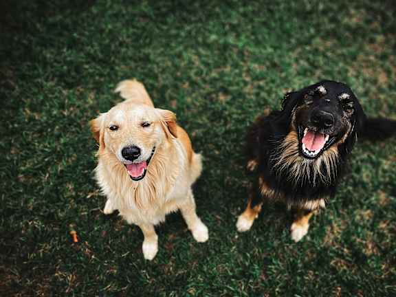 A small brown and white dog is looking up at the camera.