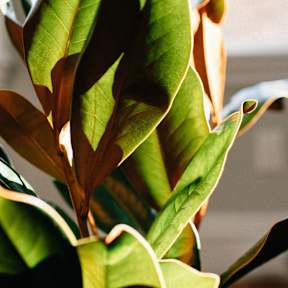 A close up of a green leafy plant with sunlight shining through.