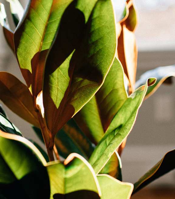 A close up of a green leafy plant with sunlight shining through.