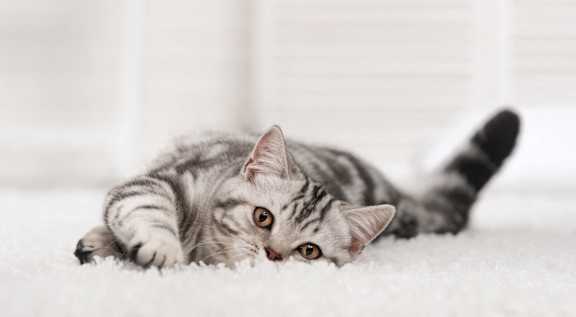 Cat-friendly apartments at Hawkins Meadow in Amherst, MA, 01002