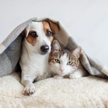 a dog and a cat under a blanket