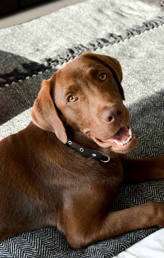 A chocolate Labrador is lying on a grey and white rug.