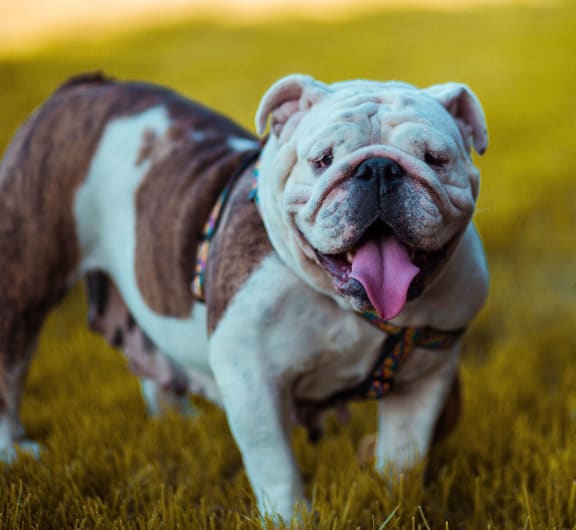 a bulldog standing in the grass with its tongue hanging out