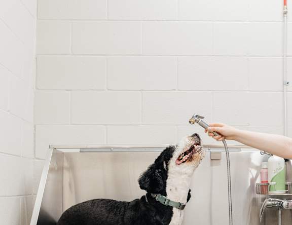 a dog getting a bath from a person in a stainless steel sink