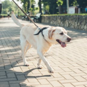 a dog on a leash on a sidewalk