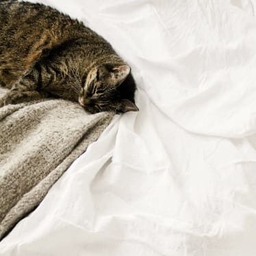 Cat Sleeping on Bed