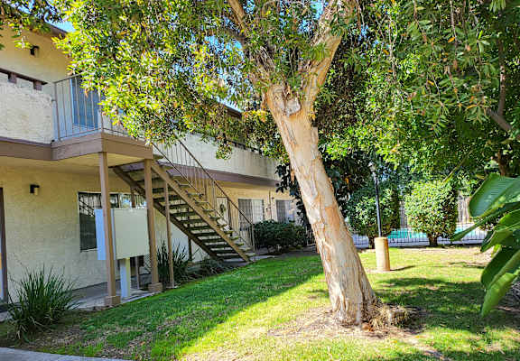 a tree in a yard in front of a building