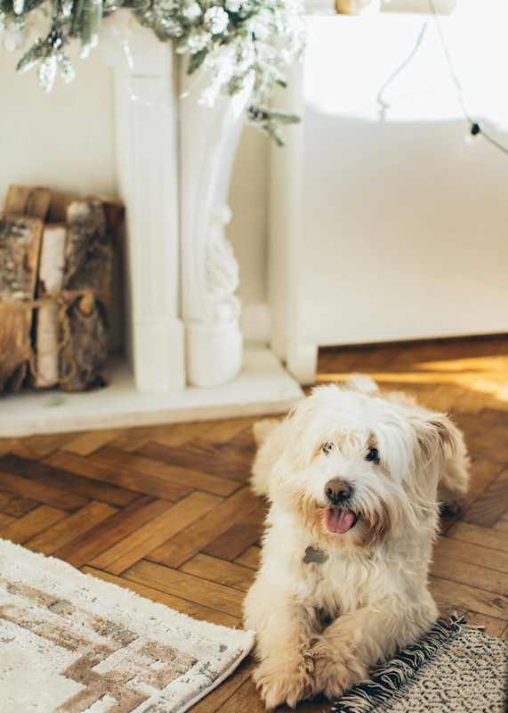 A small white dog with a tag on its collar is sitting on a rug in a room with a fireplace and a garland at Balfour Marietta Apartments, Marietta, GA, 30060